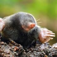 GMR Mole - steam id 76561197963225935