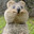 Quokka