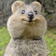 Quokka