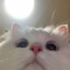 kittiekelly