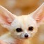 fennec fox