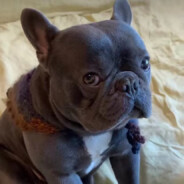 我抖音了，你才微博