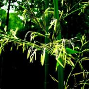 棋剑歌·木马牛