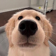 小卷毛的幸福生活