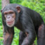 Szympans Ksawery