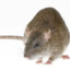 Rat IX
