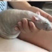tuna's avatar