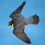 Falcon