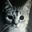 puss