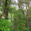 Singular Forest (ft. Costa Rica)