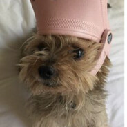 доедаловка