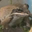woodfrog puggy