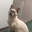 三黑必有一猪