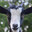GoatsYay
