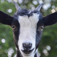 GoatsYay