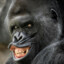 SoggyGorilla