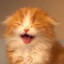 кошачий корм's avatar