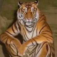 TIGER Steam avatar