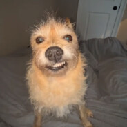 Woof Woof
