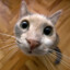 paw_-