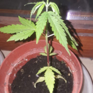 Pussy destroyer crack enjoyer