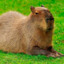 Capybara