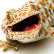 Gekon