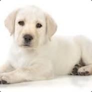 GaMeRpRo