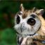 lovely`Owl &lt;3 Lissosj&#039;
