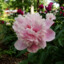 Rosedestinée