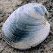 Migrating Clam