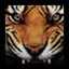 boxivorous_organism1