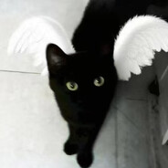 淘淘全世界最可爱小猫