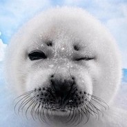 路过的竖琴海豹