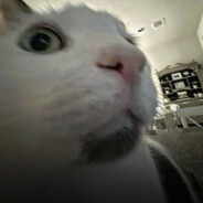 火冒三丈猫猫头