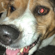 Big Scary Beagle