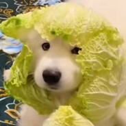 菜狗