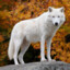 Arctic_Wolf73