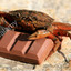 Chocolate Crustacea