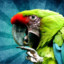 GreenParrot