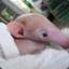 Hairless Anteater