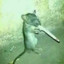 Rat brother(1)
