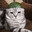 SillyCat