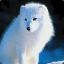 Arctic fox