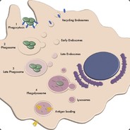 Phagocyte