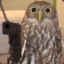 Spooked Owl
