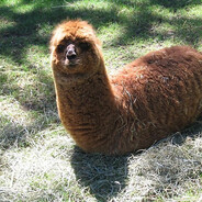 Thelamellama