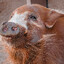 Hog_Mode