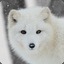 SnowFox