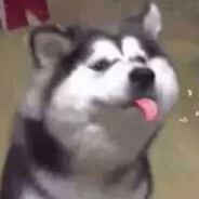 干拌鱼丸粗面丶